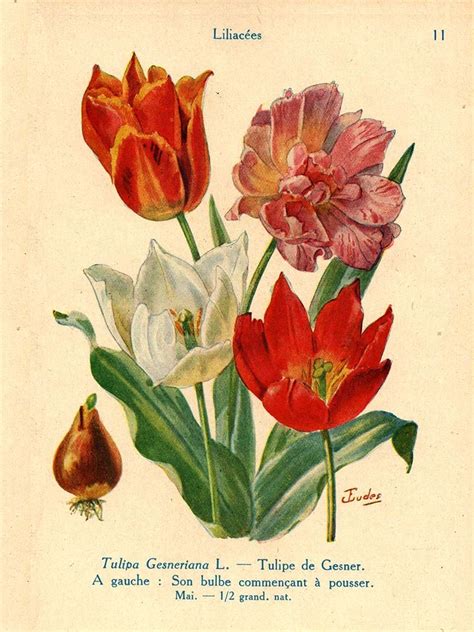 Botanical Tulip Illustrations Free To Download Botanical Illustration Flower Illustration