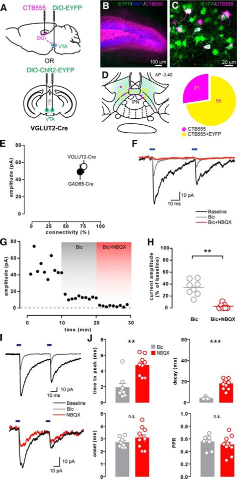 Vta Projection Neurons Releasing Gaba And Glutamate In The Dentate