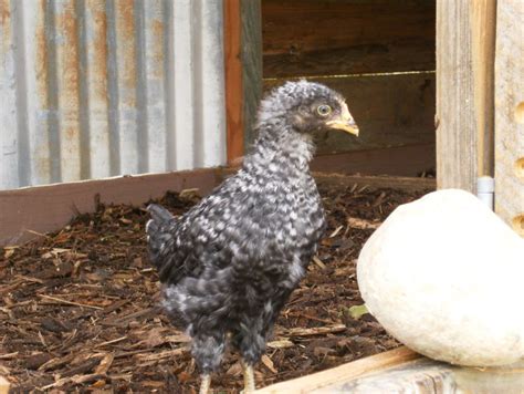 4 Week Old Barred Rock Girl Or Boy Backyard Chickens Learn How