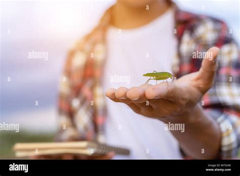 Organic Farm Or Concept Small Green Insect Grasshopper On The Hand Of Farmer And Showing