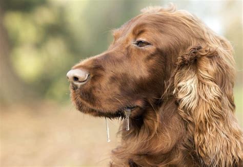 Por qué tu perro babea tanto y qué puedes hacer al respecto