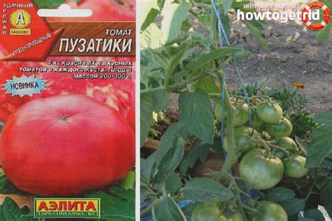 Томат Пузатики - описание и характеристика сорта