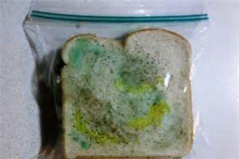 Moldy food – what should I do? - MSU Extension