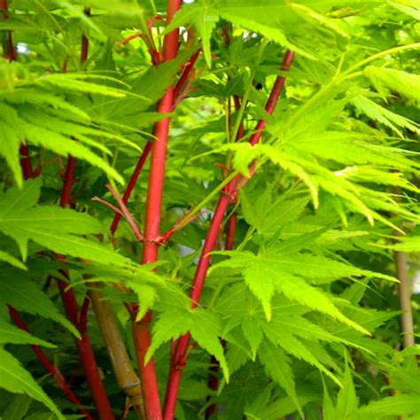 Japanese Maple Sango Kaku – De Vida Gardens Ltd.