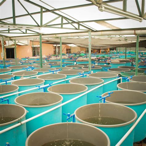 Aquaculture For Pharmaceutical Companies And Lab Researches Formaspace