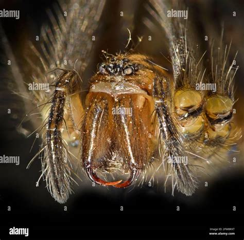 Spider portrait showing fangs, mouthparts, Eratigena sp Stock Photo - Alamy