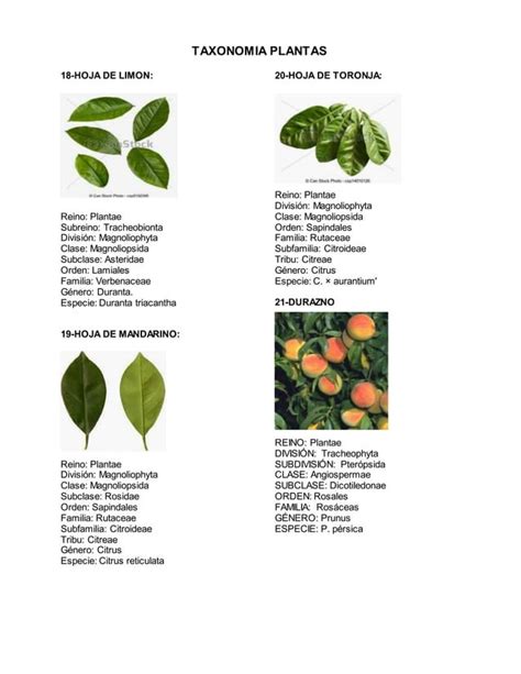 Taxonomia Plantas