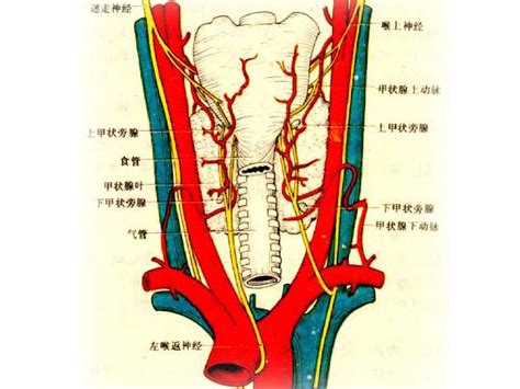 甲状腺图谱甲状腺 甲状腺 理论书籍