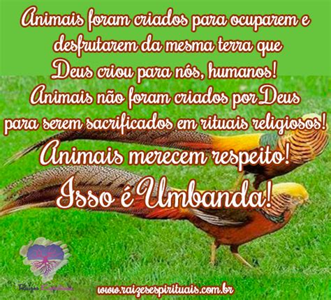 Animais Merecem Respeito Raizes Espirituais