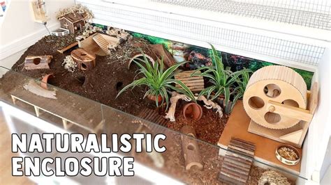 Naturalistic Enclosure Hamster Habitat Hamster Cage Hamster Cages