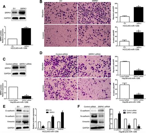 Modulation Of Srpk Partially Abolishes Mir Mediated Cellular