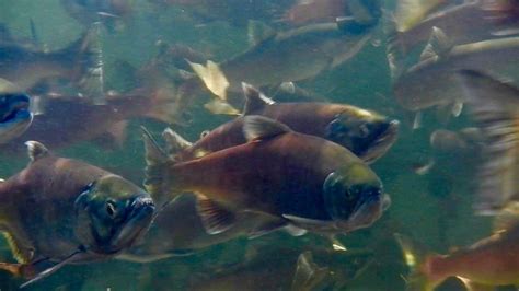 Whiskeytown Lake Kokanee Spawn In Huge Numbers — Jeff Goodwin Fishing