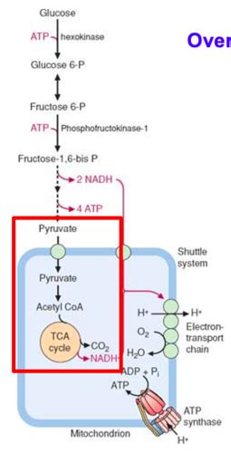 PPP PDH Complex TCA Cycle Flashcards Quizlet