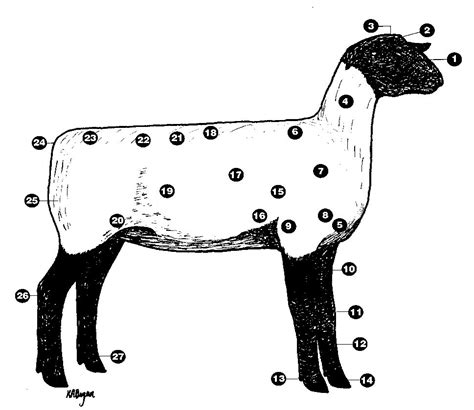 Sheep Anatomy Diagram | Quizlet