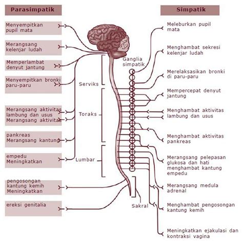Fungsi Sistem Saraf Simpatik Homecare24