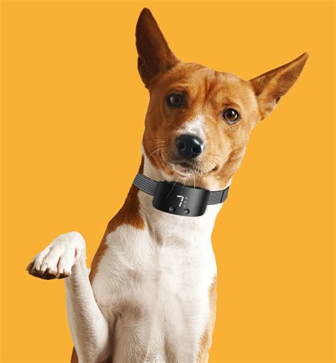 Arе anti-bark collars safе ? - Pitbulls Care : Best Pitbull Resources