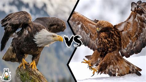 Falcon Images: Golden Eagle Compared To Bald