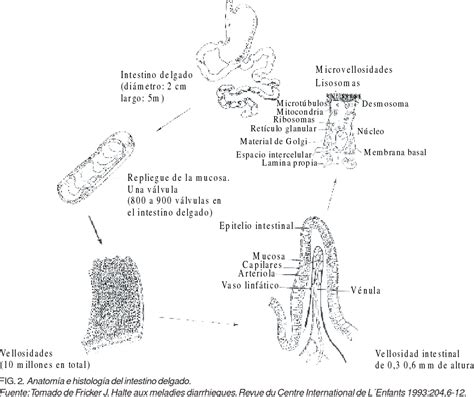 Figure From Fisiopatolog A De La Diarrea Aguda Semantic Scholar