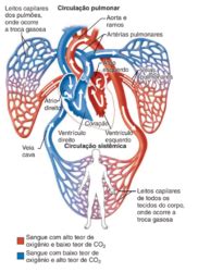Imagens Do Sistema Cardiovascular - Sistema cardiovascular: o que é, órgãos e características