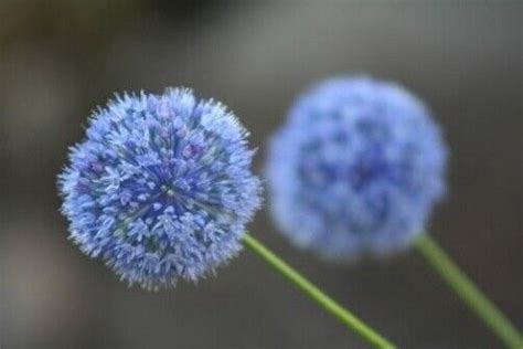 X Blue Allium Azureum Spring Flowering Perennial Garden Plant