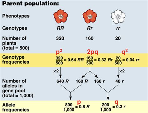 79 - Population genetics, allele frequency theory (Hardy-Weinberg ...