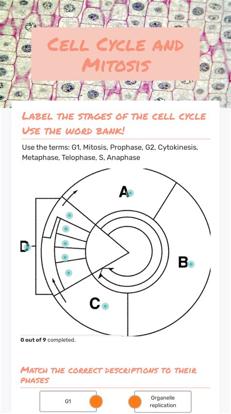 Cell Cycle Mitosis Worksheet