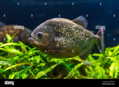 Red Bellied Piranha Pygocentrus Altus Danger Fish In The Water