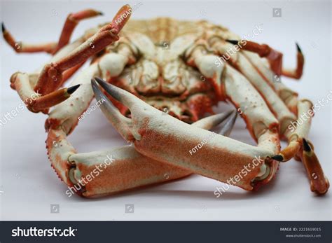 Cooked Spider Crab On White Background Stock Photo 2221619015