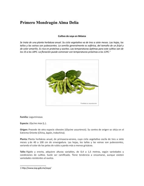 Cultivo de soya en trabajo de investigación Primero Mondragón Alma