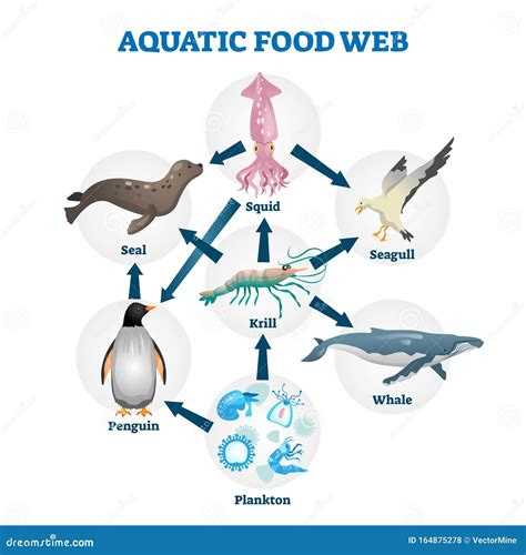 Aquatic Food Chain Diagram