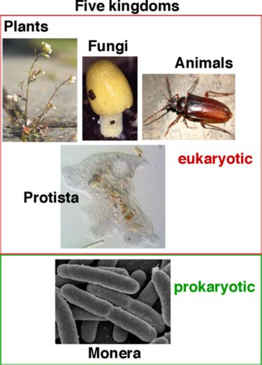 Organism Creationwiki The Encyclopedia Of Creation Science