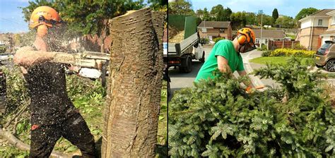 Tree Services Sheffield