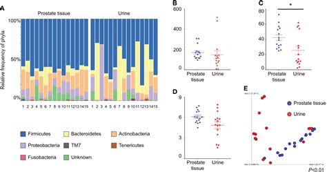 Frontiers Localization And Potential Role Of Prostate Microbiota