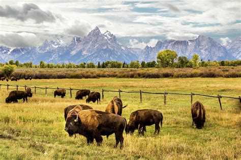 Buffalo Under The Tetons Bison Grand Teton National Park Wyoming