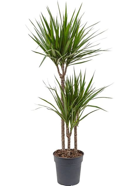 Драцена Маргината окаймленная 3 ствола H115 D21 см (4DRMR3S10) - купить ...