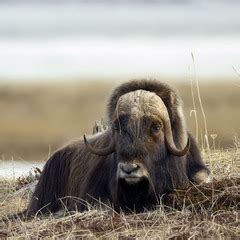 Фотография Мохноногий сыч / Анатолий Токарь / photographers.ua