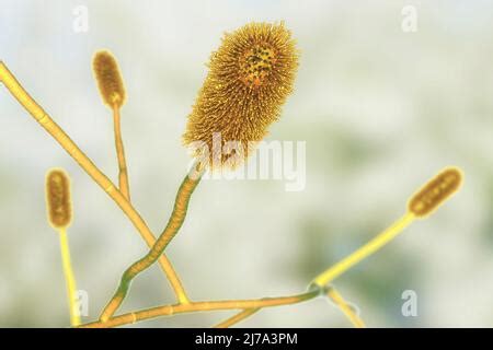 Aspergillus Clavatus Mould Fungus Illustration Stock Photo Alamy