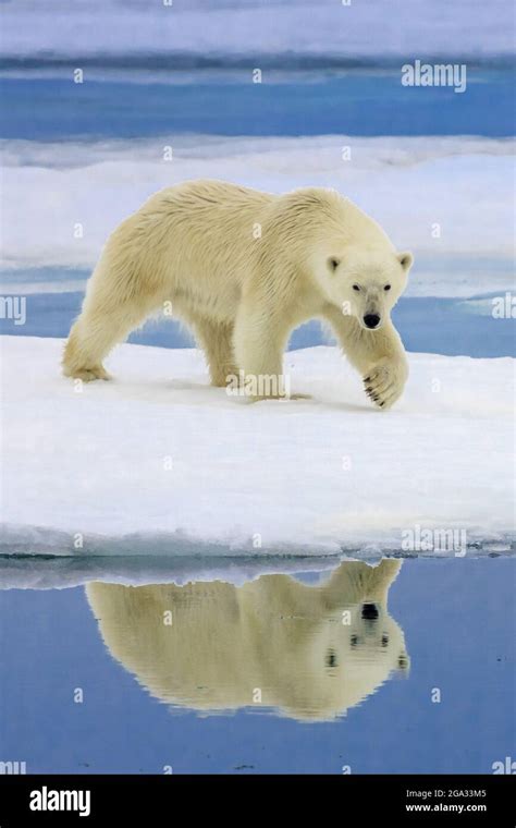 Polar Bear Ursus Maritimus Hunting Along The Ice Edge Northeast