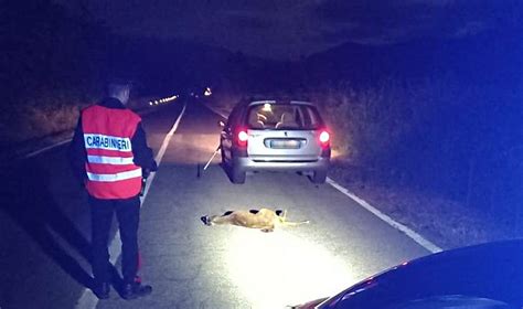 Automobilista Soccorso Dai Carabinieri Dopo Incidente Con Capriolo