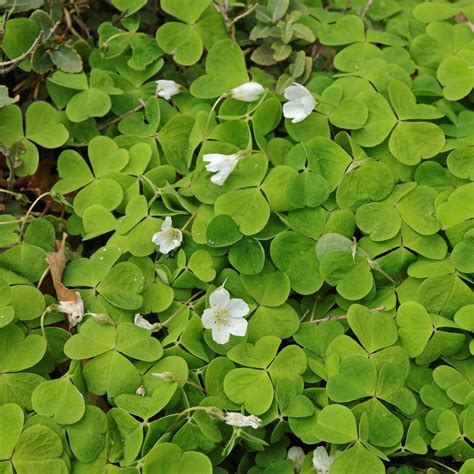 Oxalis acetosella (wood-sorrel)