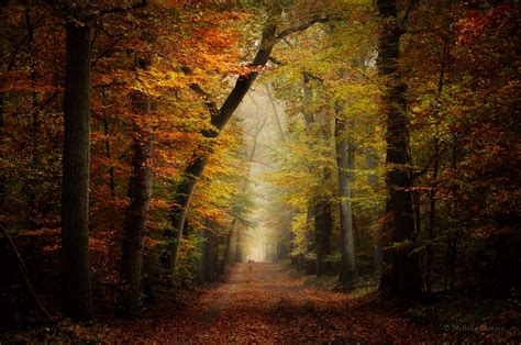 Enter By Nelleke On DeviantArt Landscape Photography Autumn Forest