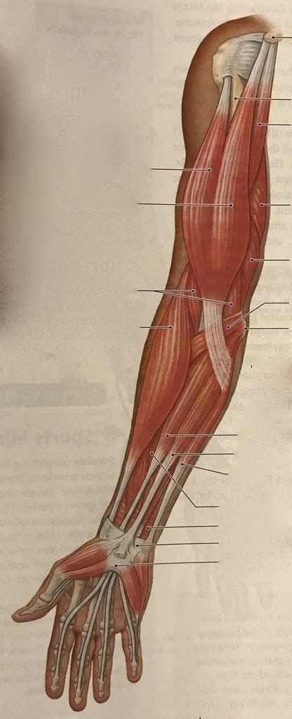 Muscles That Move The Forearm And Hand Diagram Quizlet