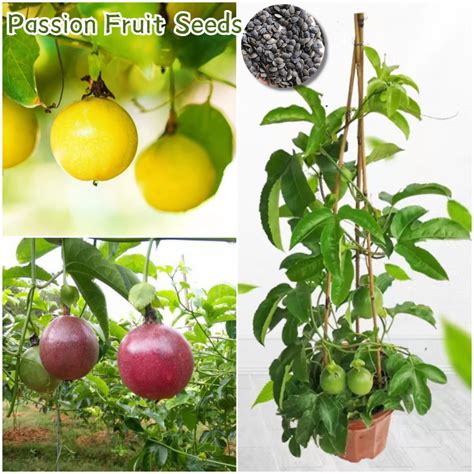 100 Original Seed Passion Fruit Seeds For Planting 50pcsbag 百香果种子 Organic Dwarf Passion