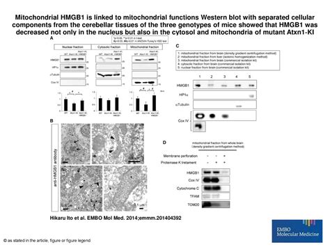 Mitochondrial Hmgb1 Is Linked To Mitochondrial Functions Western Blot