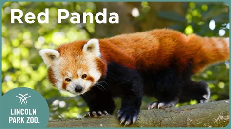 3 Surprising Red Panda Facts - Zoo Guide