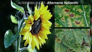 Sunflower diseases | PPT