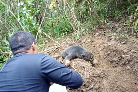 Bksda Sumbar Selamatkan Beruang Madu Yang Terjerat Di Kebun Warga