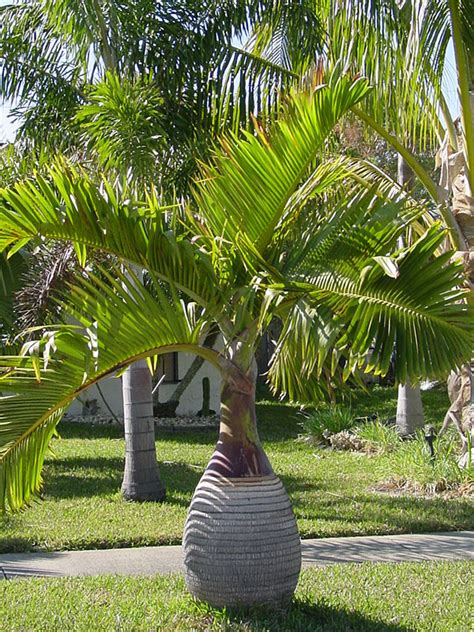 Bottle Palm Tree Hyophorbe Lagenicaulis Urban Tropicals