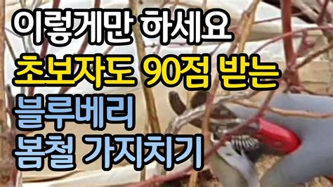 이렇게만 하세요 초보자도 90점 받는 블루베리 봄전정 가지치기 Youtube