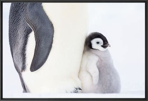 Protected Penguins STEFAN CHRISTMANN Art Photographs YellowKorner